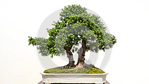 Bonsai potted landscape