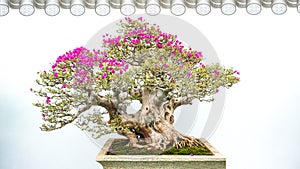 Bonsai potted landscape bougainvillea  tree