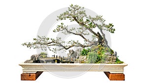 Bonsai potted landscape miniascape  dishgarden