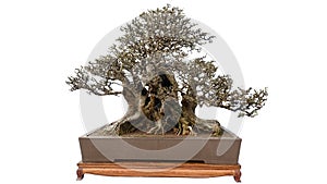 Bonsai potted landscape miniascape dishgarden  garden art