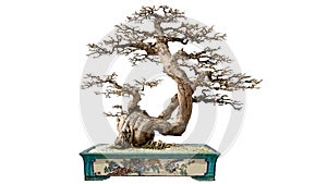 Bonsai potted landscape miniascape dishgarden garden art