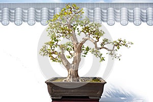 Bonsai potted landscape miniascape dishgarden penjing horticulture