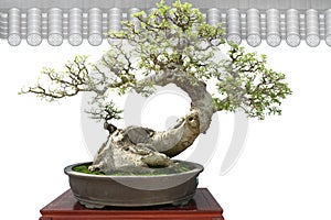 Bonsai potted landscape miniascape dishgarden spring  penjing