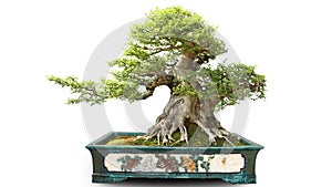 Bonsai potted landscape miniascape dishgarden spring  penjing