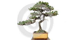 Bonsai potted landscape miniascape dishgarden spring  penjing