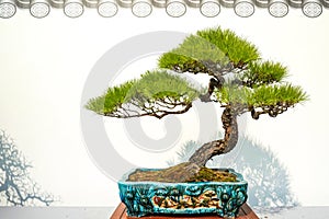 Bonsai potted landscape pine