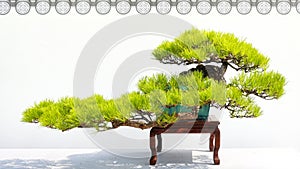 Bonsai potted landscape pine tree