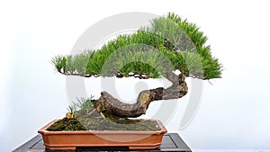 Bonsai potted landscape pine tree
