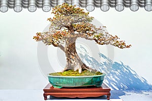 Bonsai potted landscape pomegranate tree