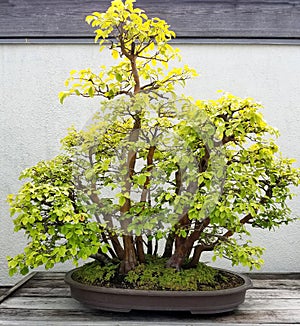 Bonsai Quince tree