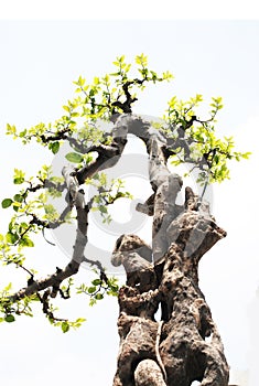 The bonsai with rockery photo