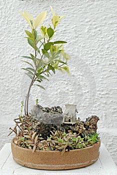 Rubber plant Bonsai photo