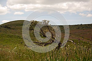 Bonsai Sagebrush