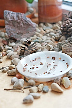 Bonsai seeds. Still life with stones and cones. Soaked Thunbergii seeds on a window sill.