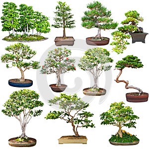 Bonsai set isolated on white