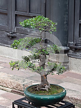 Bonsai in the Shawan Ancient Town, China