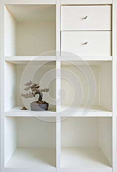 Bonsai shelf I
