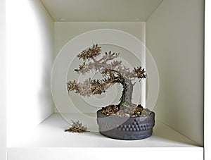 Bonsai shelf III