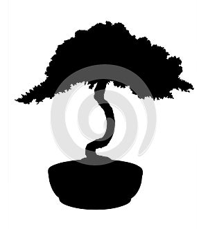 Bonsai Silhouette