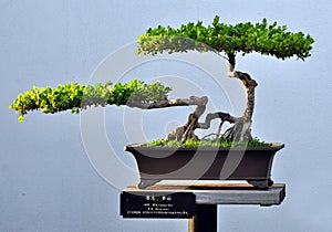 Bonsai of Small boxwood