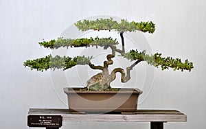 Bonsai of Small boxwood