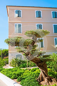 Bonsai style olive tree in Saint Tropez