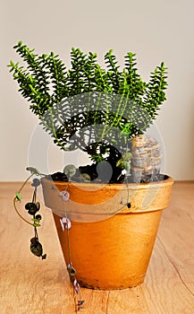 Bonsai style plants in the golden pot