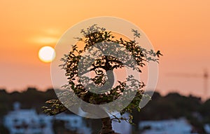 Bonsai and sunset
