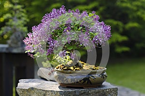 Bonsai from Syringa lilac tree photo