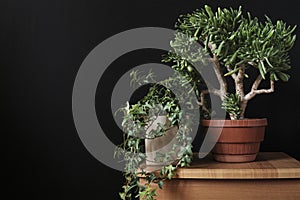 Bonsai with trailing ivy indoor potted plants