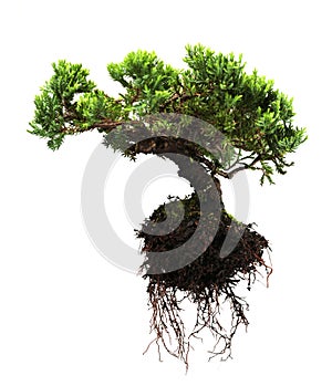 Bonsai tree