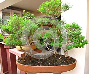 Bonsai tree photo