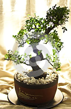 Bonsai tree