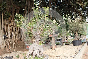 Bonsai Tree.