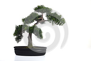 Bonsai Tree photo