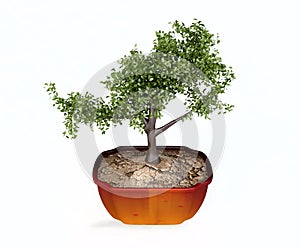 Bonsai Tree