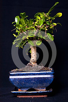 Bonsai tree