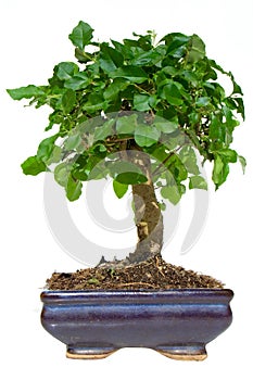 Bonsai tree