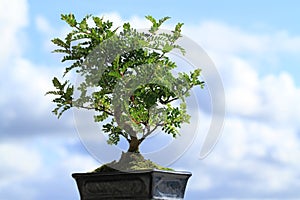 Bonsai tree
