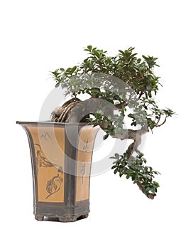 Bonsai tree