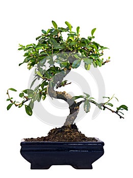 Bonsai tree