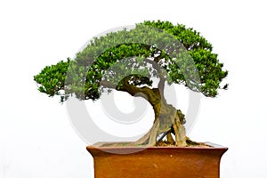 Bonsai tree