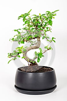 Bonsai Tree