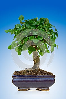 Bonsai tree