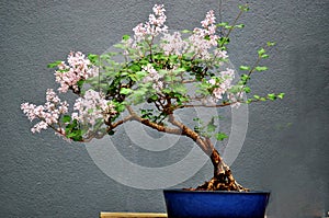 A Bonsai Tree