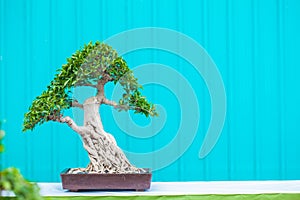 Bonsai tree