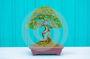 Bonsai tree