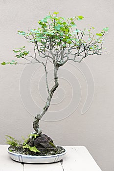 Bonsai Tree