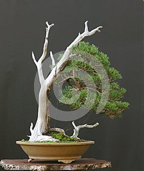 Bonsai Tree 5