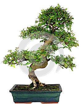 Bonsai Tree photo